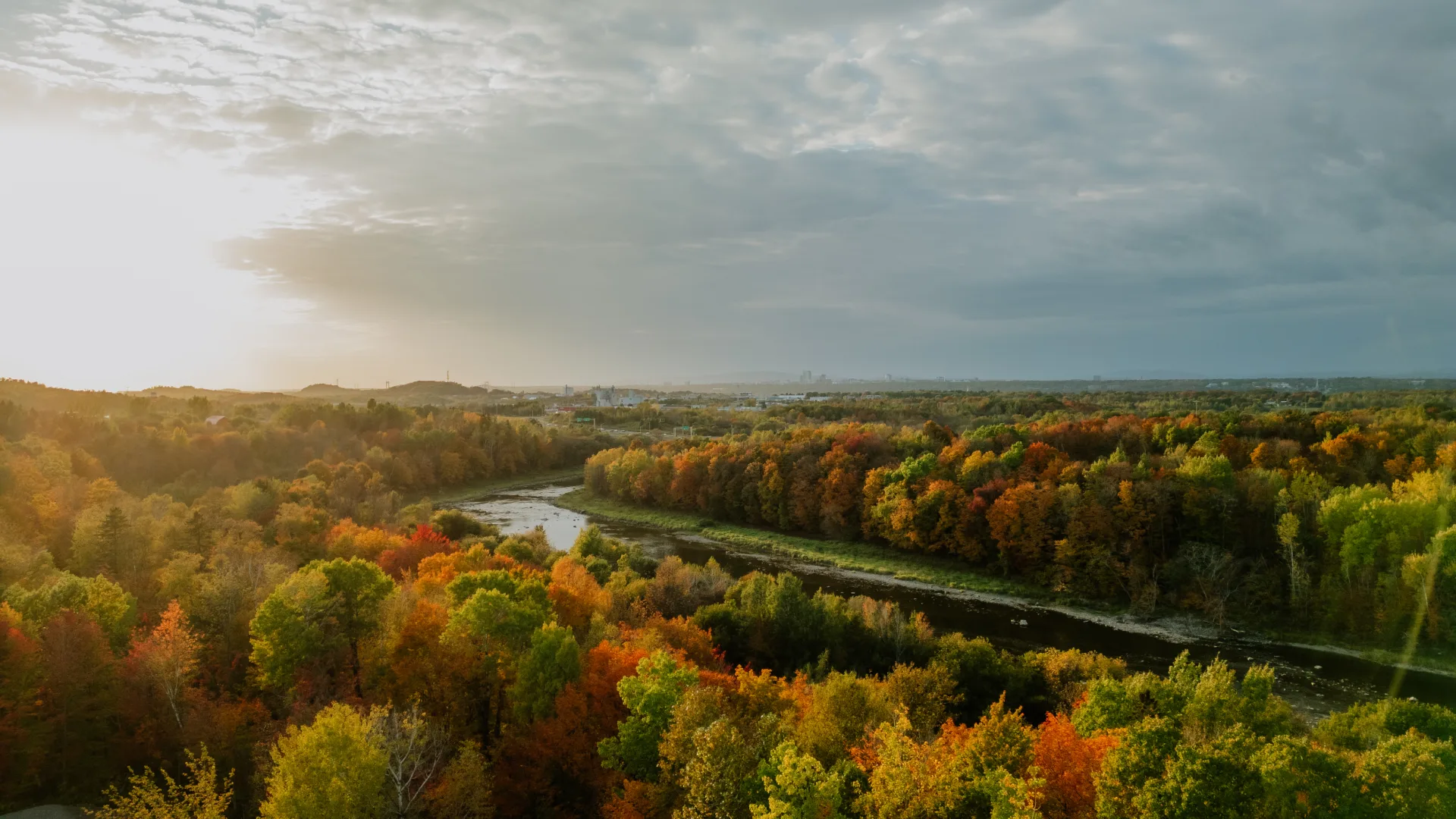 Une forêt à Lévis